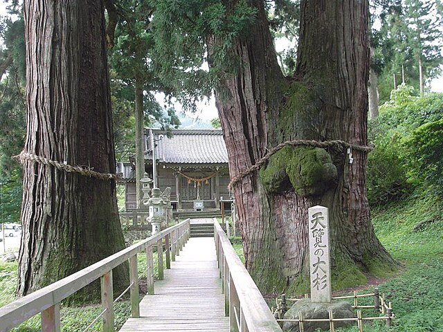 栢野大杉(ต้นสนยักษ์แห่งความสงบ): เสียงกระซิบของป่าใหญ่
