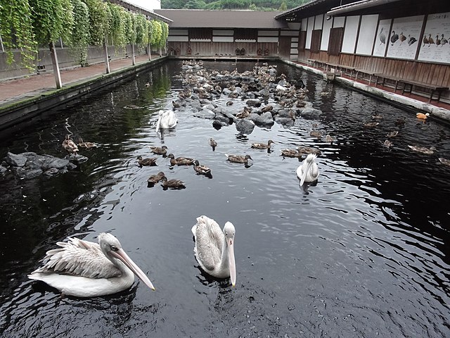 掛川花鳥園(สวนดอกไม้และนกแห่งคะเกะงาวะ): สวรรค์แห่งสีสันและเสียงเพลง