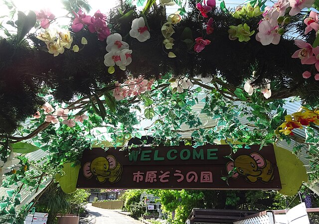 市原ぞうの国(ดินแดนช้างแห่งอิชิฮาระ): สวรรค์แห่งช้างและความสุข