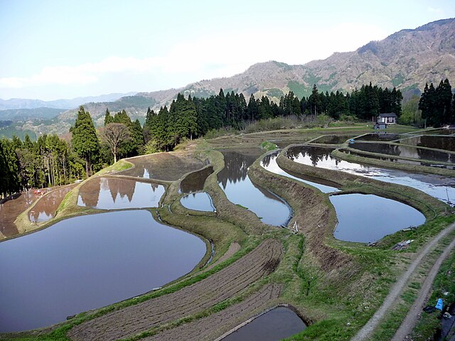 うへ山の棚田(ทุ่งนาบนเขาอุเฮะ): สายลมแห่งความสงบในทุ่งนาสีเขียว