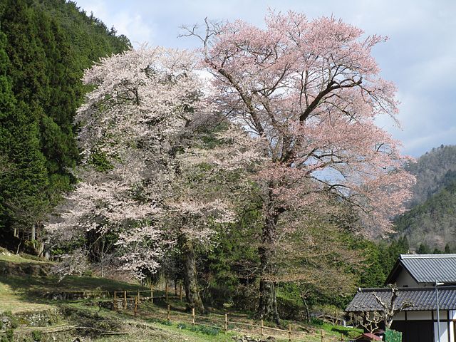 苗代桜(ซากุระนา): "ดอกซากุระแห่งนาอันงดงาม"