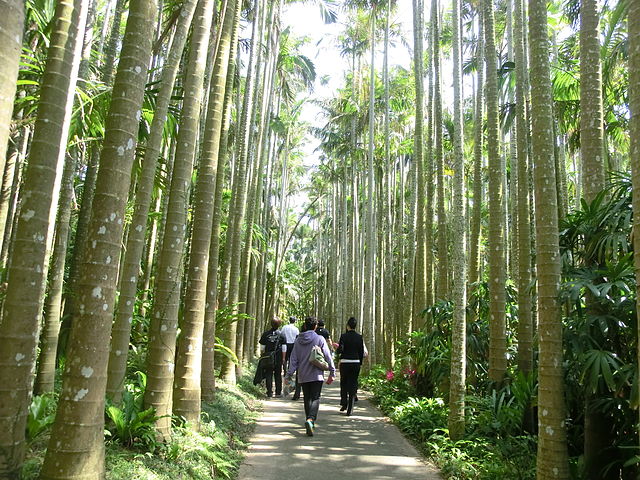 東南植物楽園(สวนพฤกษศาสตร์ตะวันออกเฉียงใต้): สวนแห่งความงามในอ้อมกอดธรรมชาติ