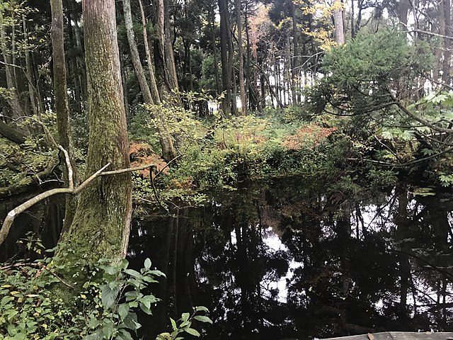 杉沢の沢スギ(ซูกิซาวะ โนะ ซาวะซูกิ): ร่มเงาแห่งความสงบในป่าลึก