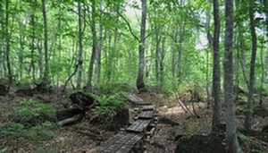 岳岱(ยอดเขาแห่งความสงบ): เสียงกระซิบของสายลมในหุบเขา