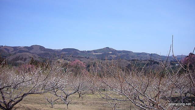 秋間梅林(สวนบ๊วยฤดูใบไม้ร่วง): สายลมแห่งความงามในฤดูร่วง